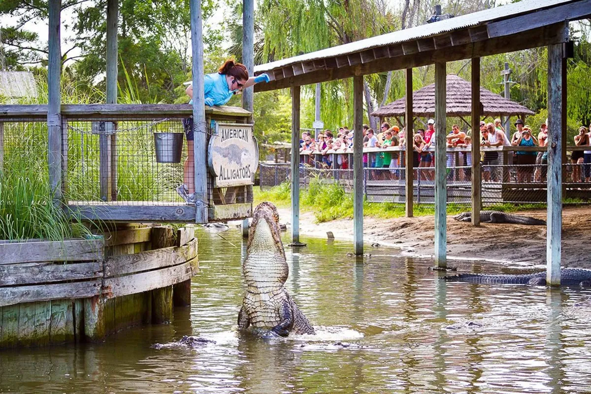 An attention-grabbing shot of an alligator encounter at Alligator Adventure, showing a handler engaging a crowd of families and kids. The vivid scene captures the thrill of wildlife education and the wonder children experience during close encounters with nature.